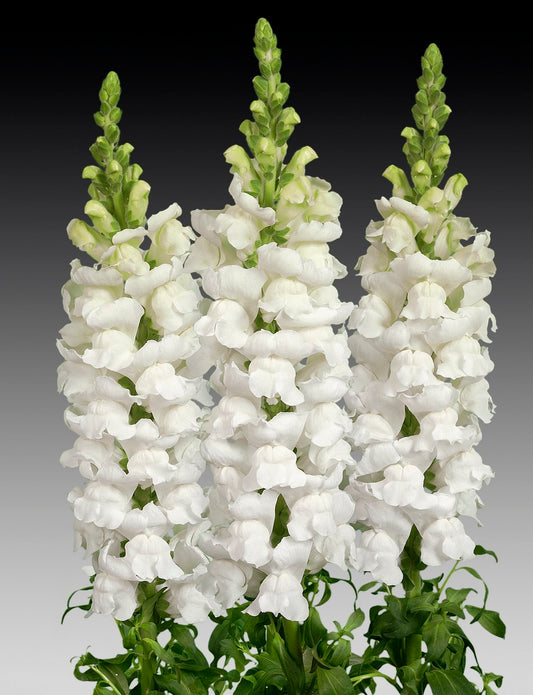 Snapdragon Tall seeds Alaska white, Antirrhinum organic seeds SW873