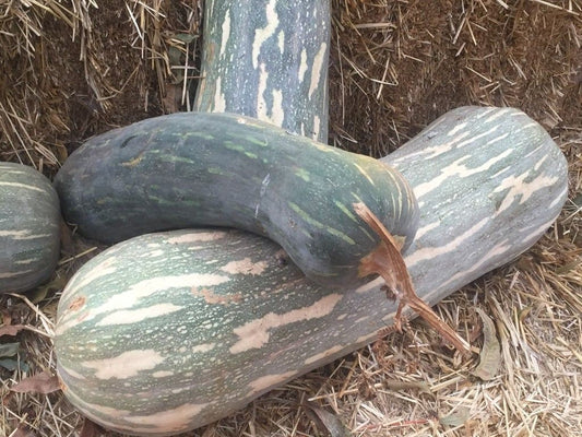 Pumpkin Lunga Piena di Napoli seeds, organic seeds SW905