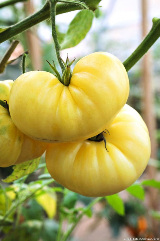 Tomato seeds White Giant SW907