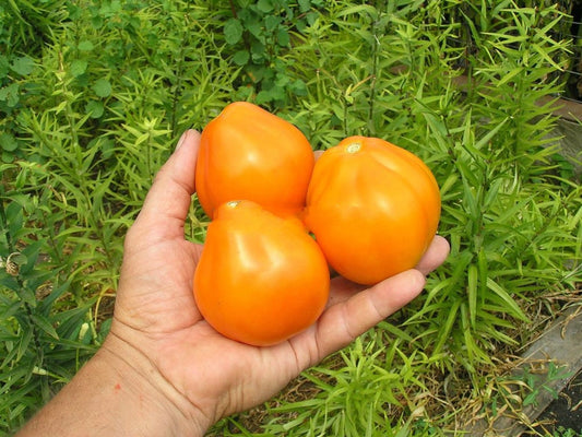 Tomato seeds Truffle amber SW911