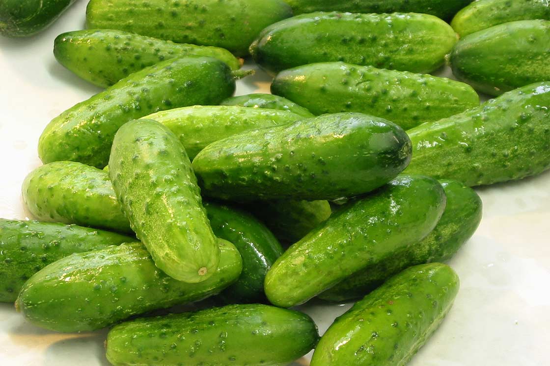 Cucumber seeds bee-pollinated Slavic SW885