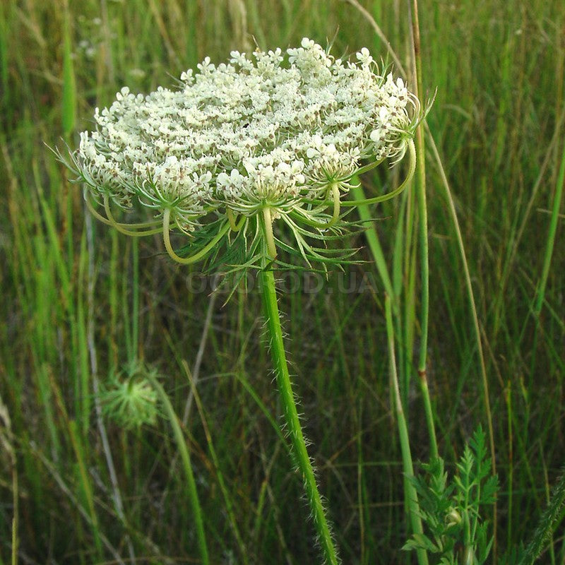 Queen Anne's Lace Seed, Daucus carota Seed