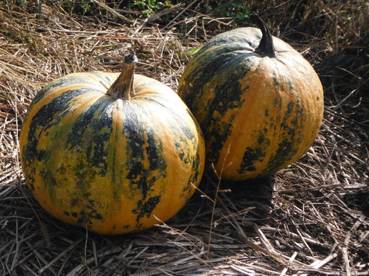 Pumpkin seeds, Striped Multiple pumpkin, organic seeds SW638