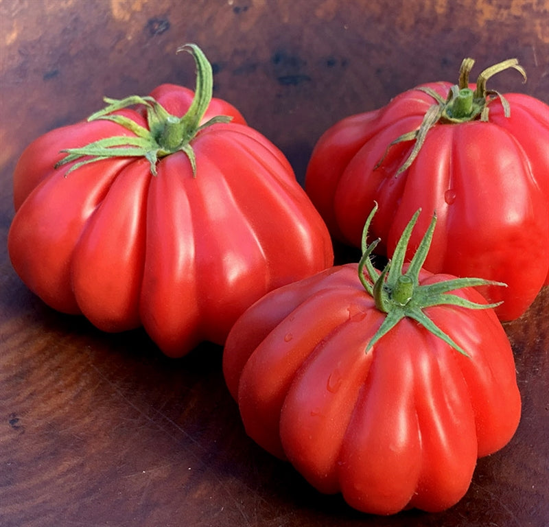 Tomato seeds Shar Pei SW871
