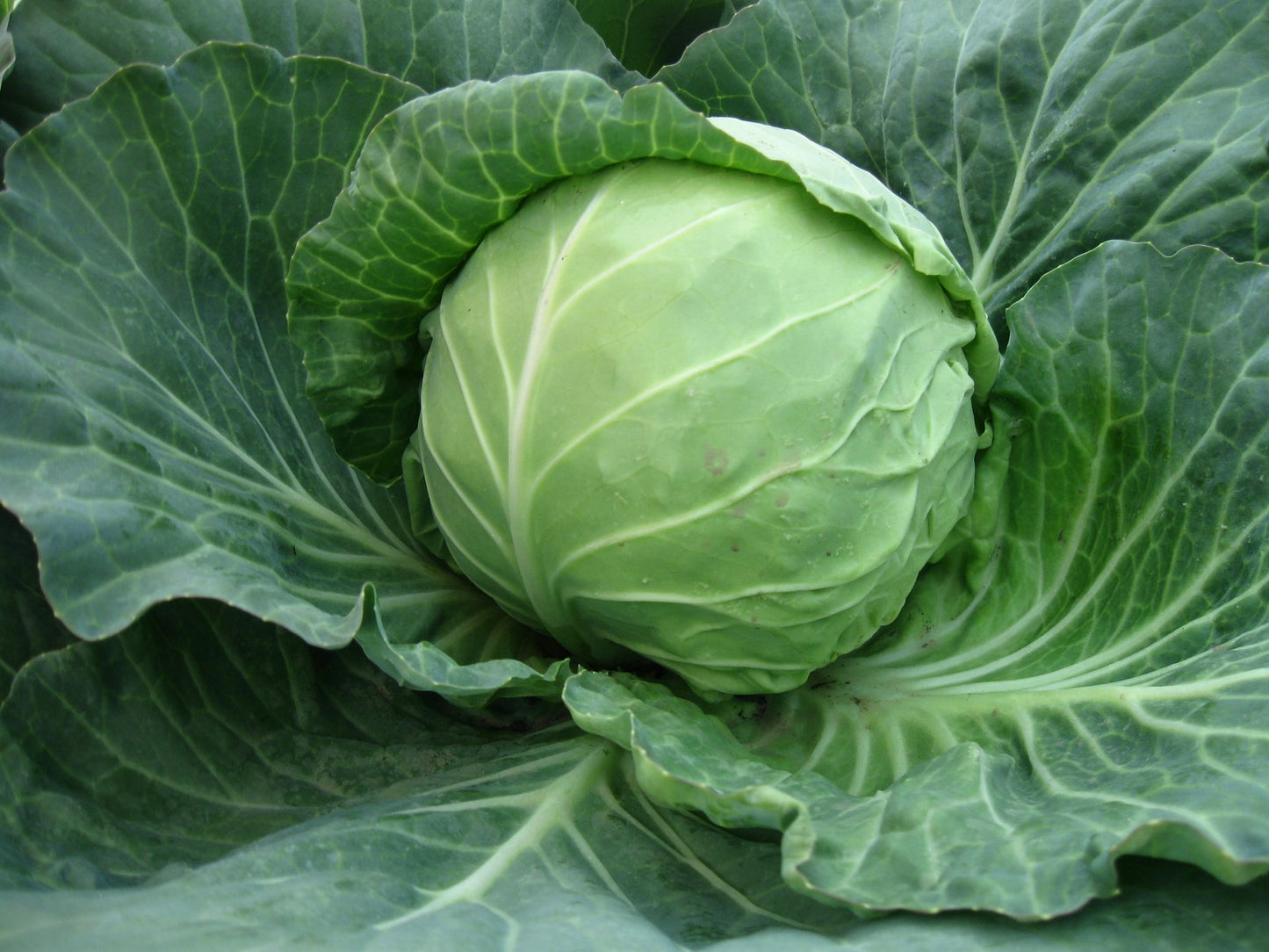 Cabbage White seeds Copenhagen Market, organic seeds SW919