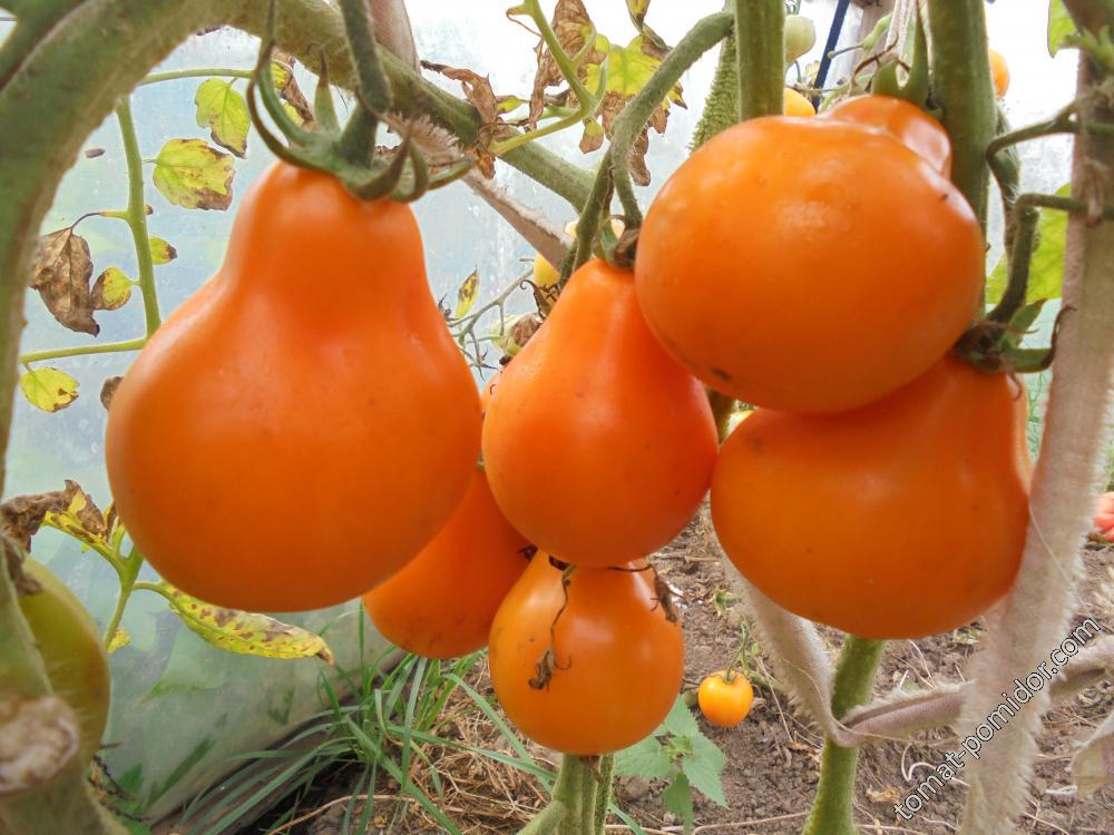 Tomato seeds Truffle amber SW911