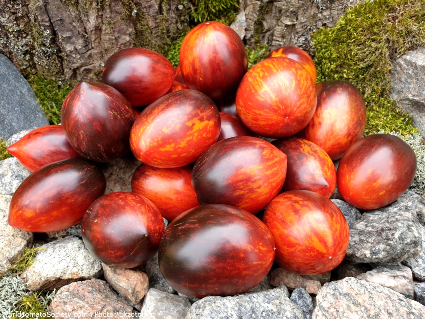 Tomato seeds Gargamel SW870