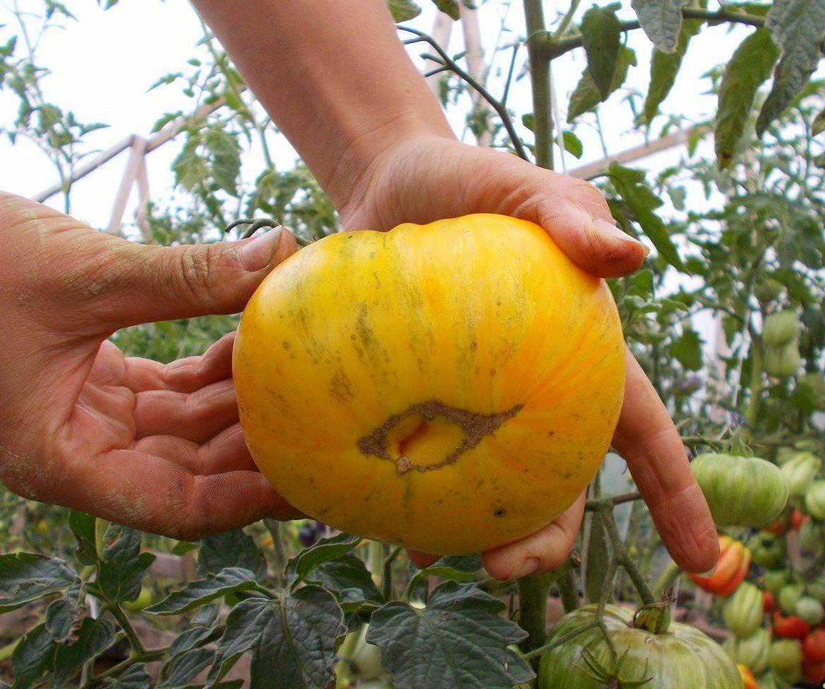 Tomato seeds Yellow Zebra SW909