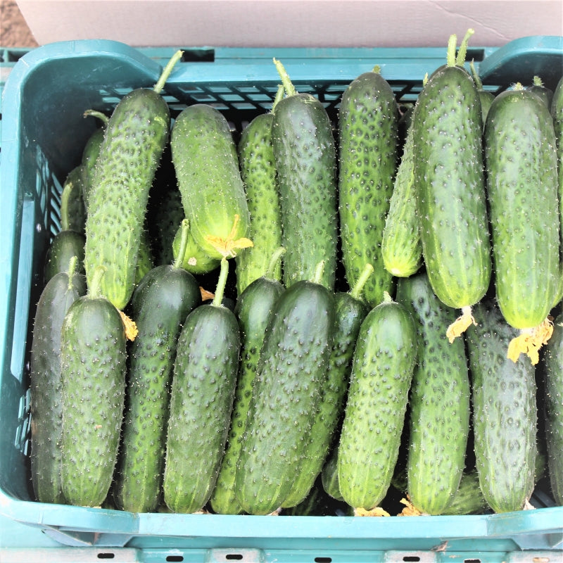 Cucumber seeds Chernobryvtsy SW893