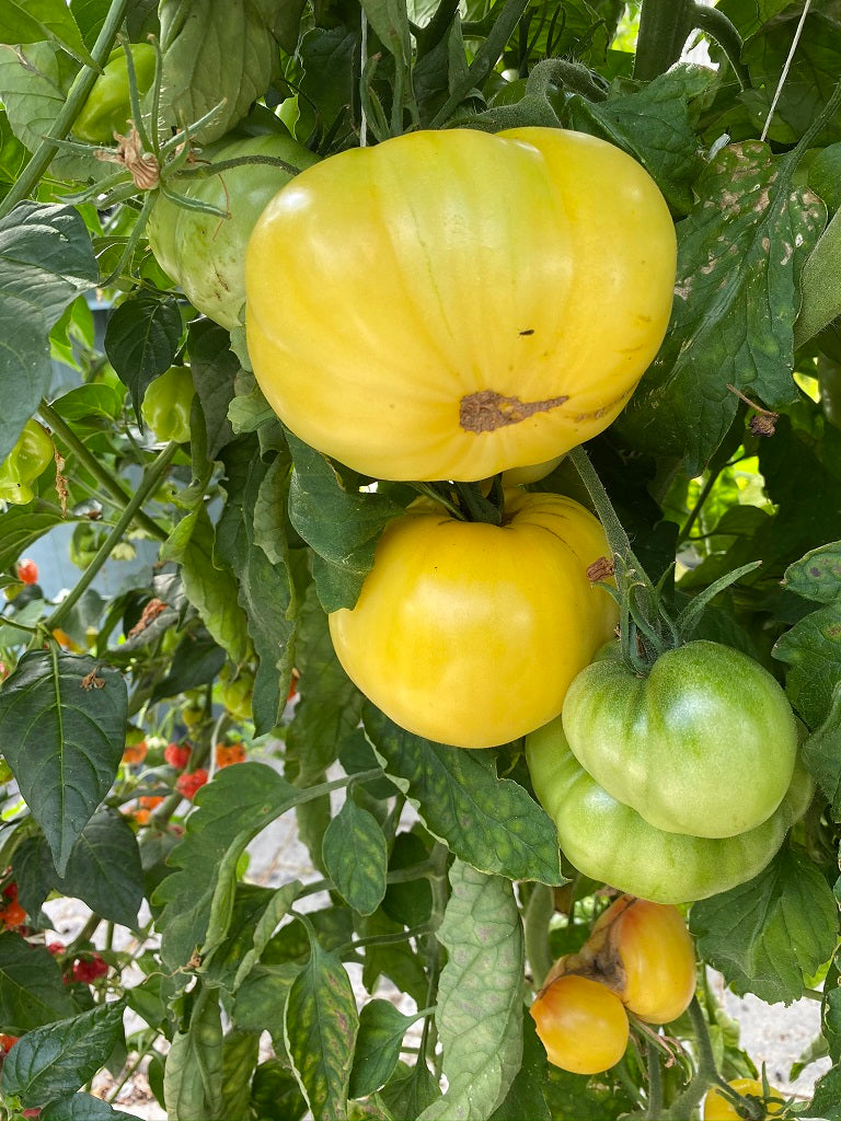 Tomato seeds White Giant SW907