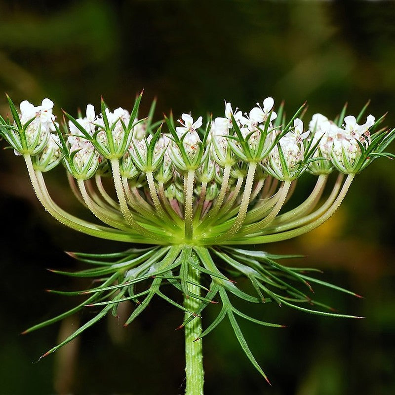 Wild Carrot seeds, Daucus Carota, wild carrot Queen Anne SW766