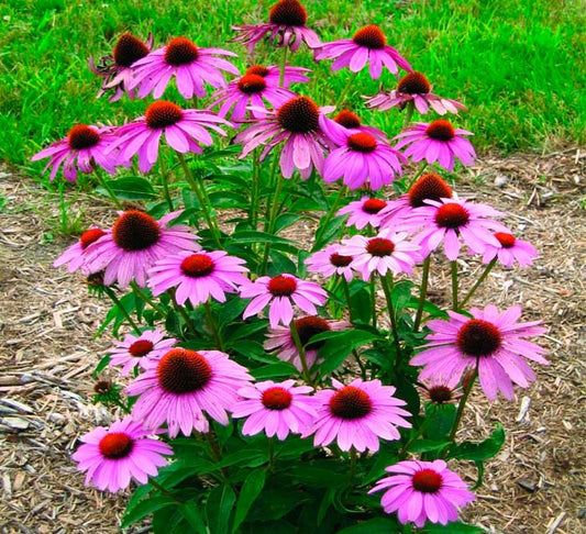 Echinacea seeds, Echinacea purpurea, medicinal plants SW02