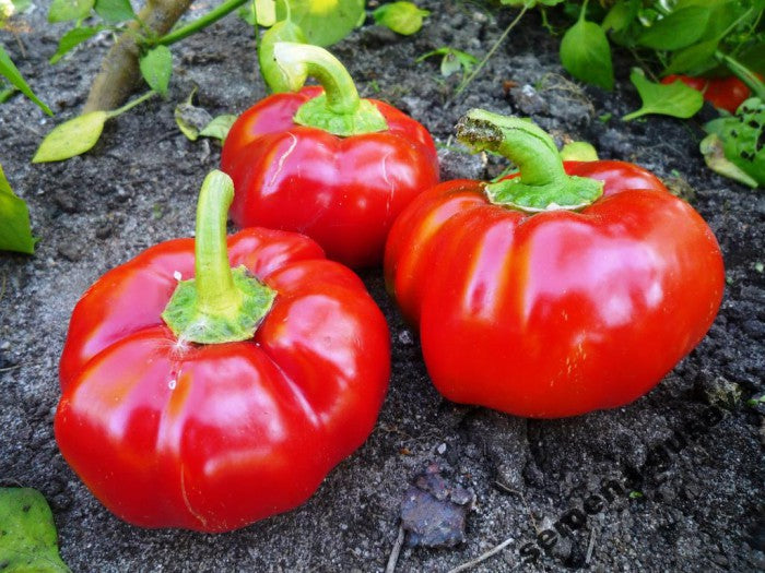 Pepper seeds, 250 Rathunda red sweet pepper seeds SW587
