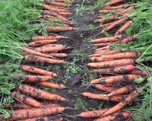 Carrot seeds, Carrot Queen of Autumn SW245