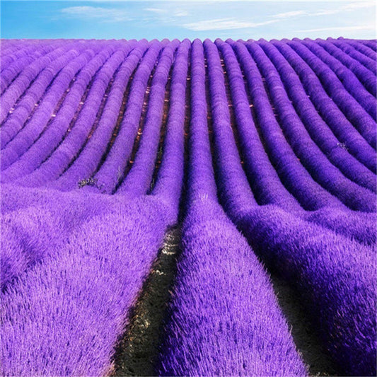 Lavender Seeds, 1000 Lavender Seeds Organic, Untreated Herb Seeds ,SW1