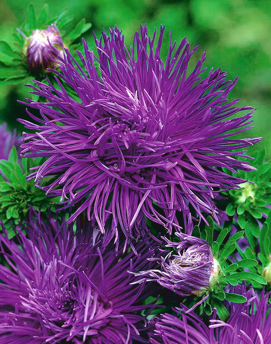 Aster seeds CINDERELLA, 0.25g Aster purple seeds, Organic heirloom SW172