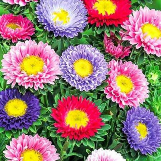 Aster seeds Matsumoto BARONESSA, 0.25g Aster seeds, Organic heirloom SW174