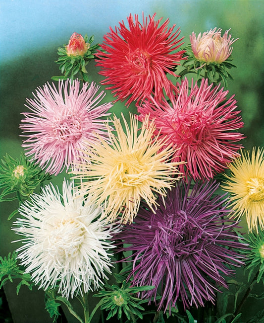 Aster seeds Needle Mix, 500 Aster seeds, Organic heirloom SW171