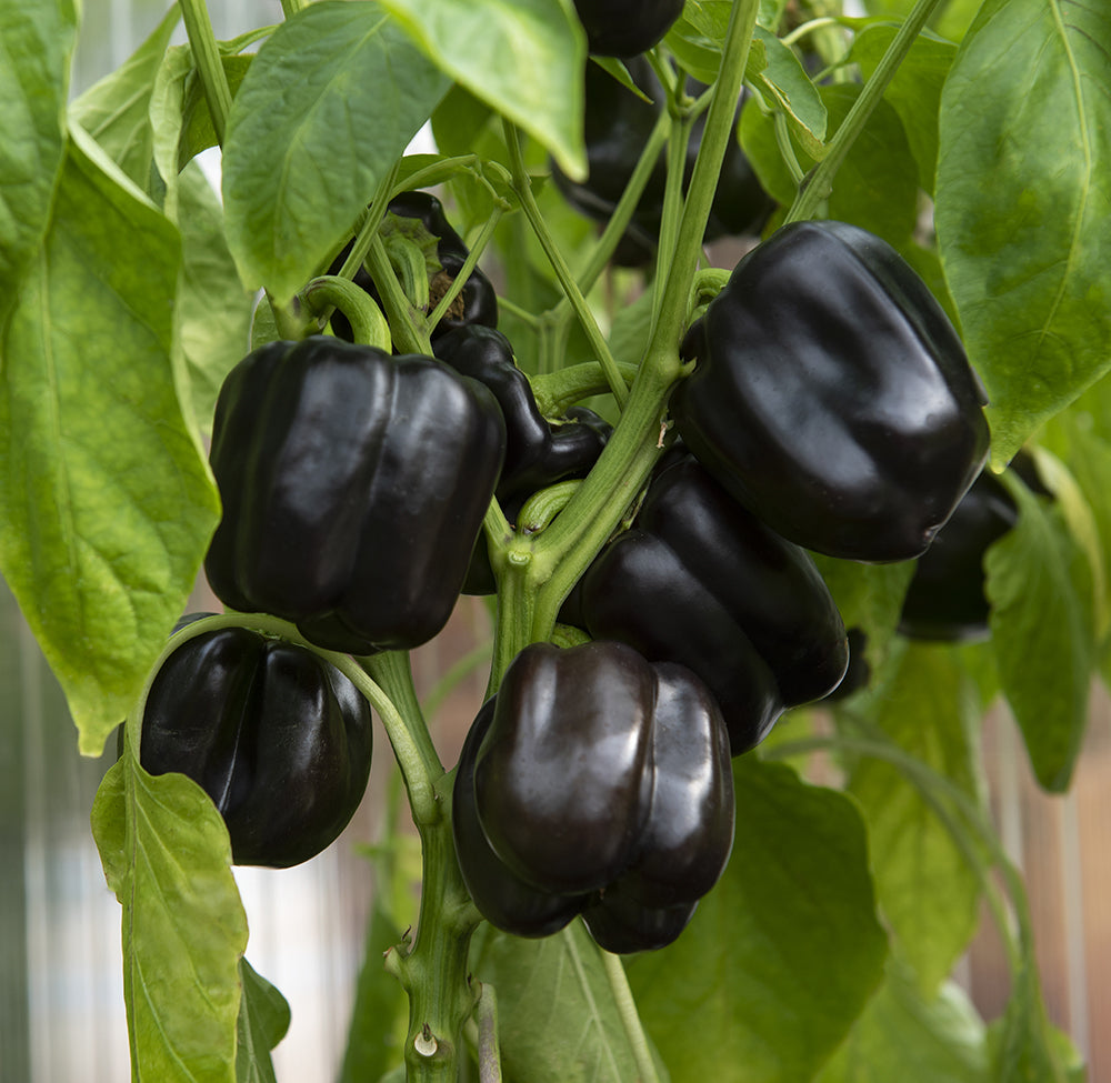 Pepper seeds,  0,3g Sweet pepper Black horse, organic pepper seeds SW948