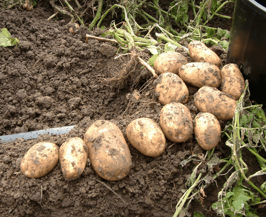 Potato seeds, 0,01g Potato Ballada seeds, organic seeds SW1007