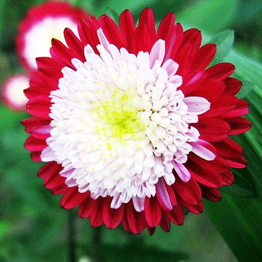 Aster seeds WINTER CHERRY, 500 Aster seeds, Organic heirloom SW452