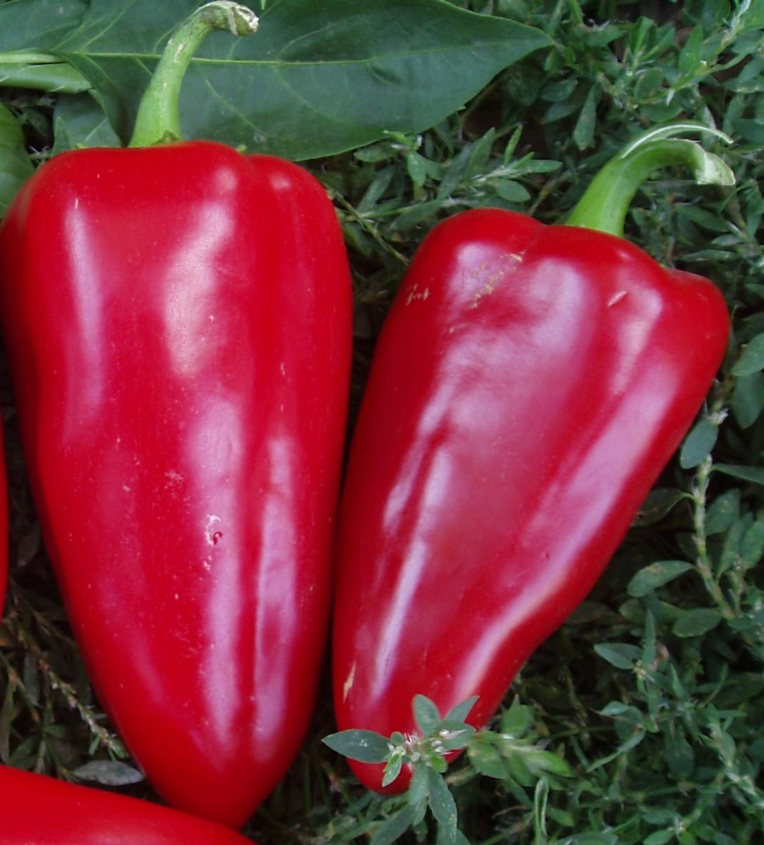 Pepper seeds, 0,25g Sweet pepper Bogatyr, organic pepper seeds SW422