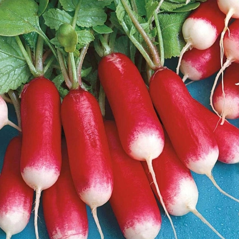 Radish 18 days seeds, 200 Radish 18 days seeds, Ukrainian organic heirloom SW598