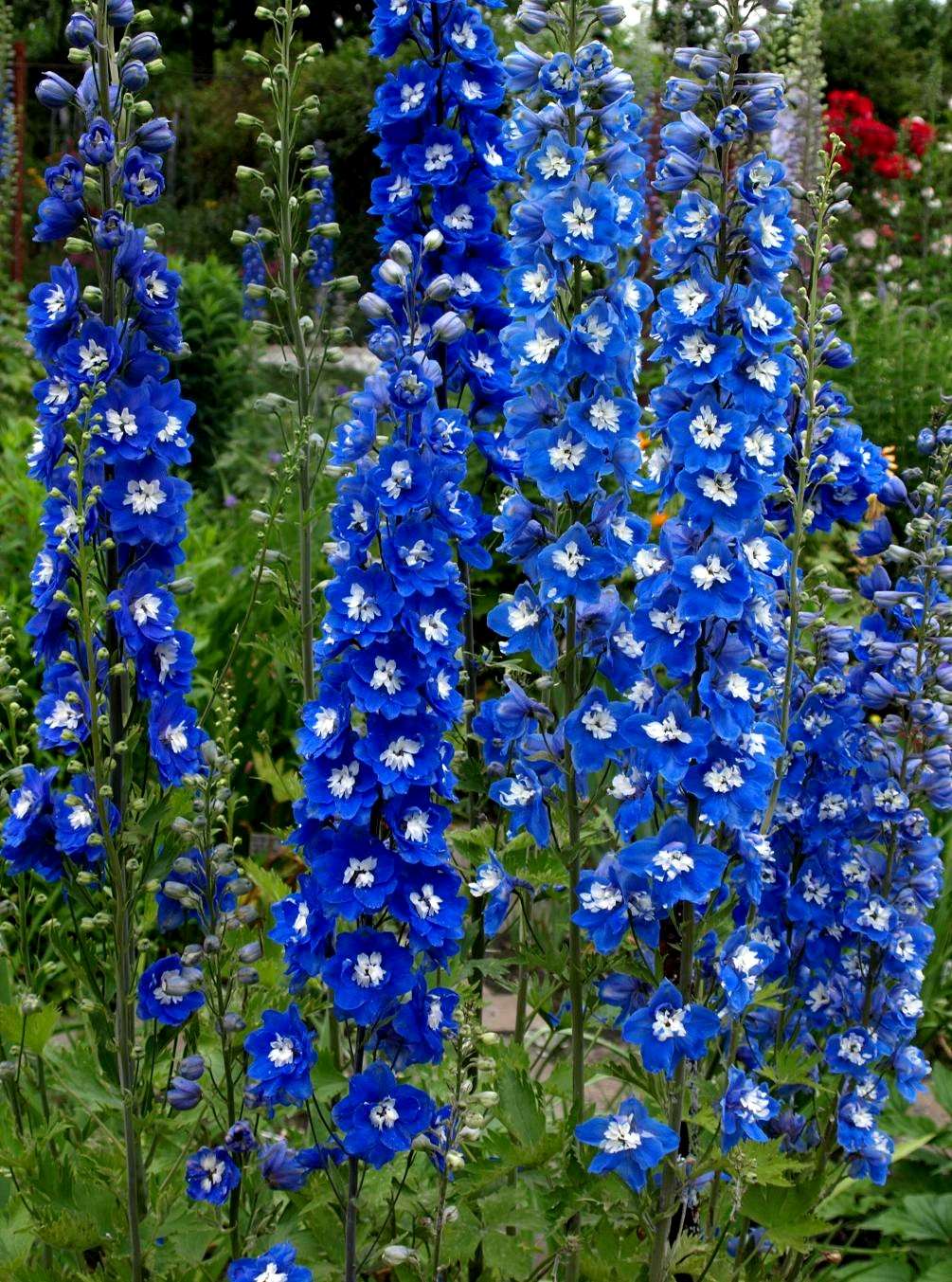 Delphinium seeds, 0,2g BLUE KING Delphinium seeds, heirloom organic SW621