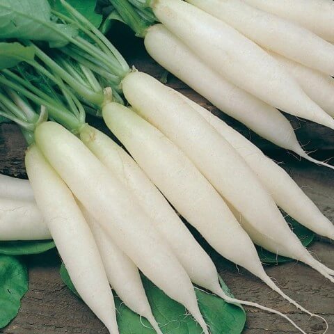 Radish White icicle seeds, 600 Radish seeds, organic heirloom SW152