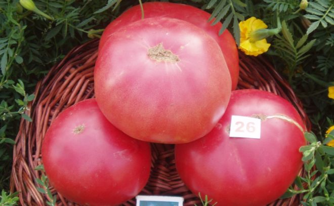 Tomato seeds set №1 White Zebra SW80, Black Moor SW118, Amur tiger SW125, Pink Giant SW161 - SW1019