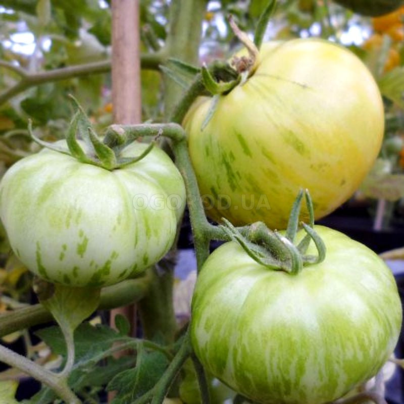 Tomato seeds set №1 White Zebra SW80, Black Moor SW118, Amur tiger SW125, Pink Giant SW161 - SW1019