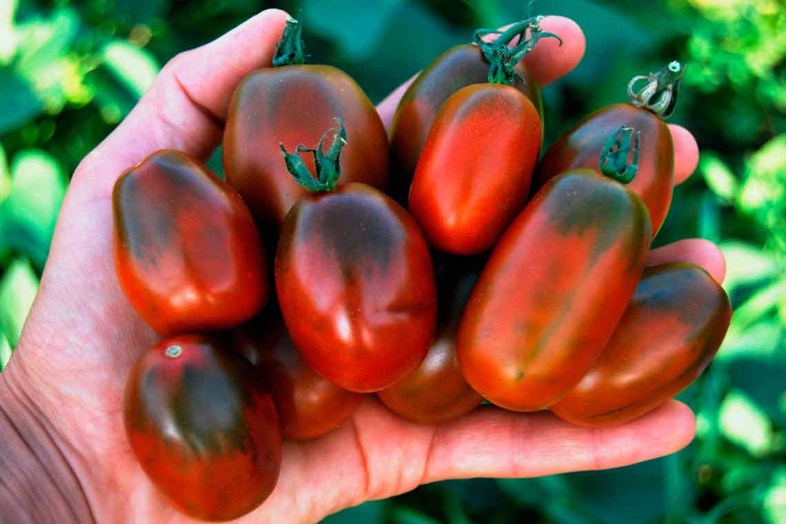 Tomato seeds set №1 White Zebra SW80, Black Moor SW118, Amur tiger SW125, Pink Giant SW161 - SW1019