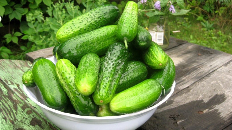 Cucumber seeds set №3 Polonez F1 SW969, Competitor SW889, Swallow SW890, Nezhinsky SW892 - SW1016