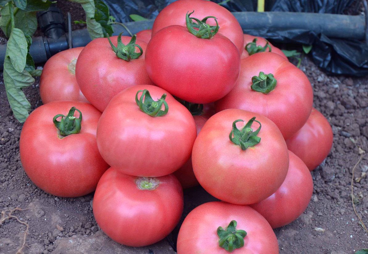 Tomato seeds set №2 Mikado pink SW227, Pear black SW259, Black Prince SW262,Pepper SW415 - SW1020