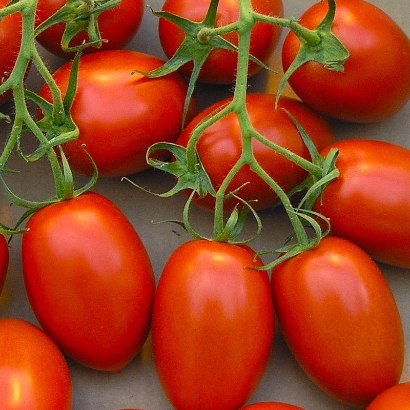 Tomato seeds set №4 King of Giant SW414, Rio Fuego SW817, Banzai SW867, Blevo SW868 - SW1022