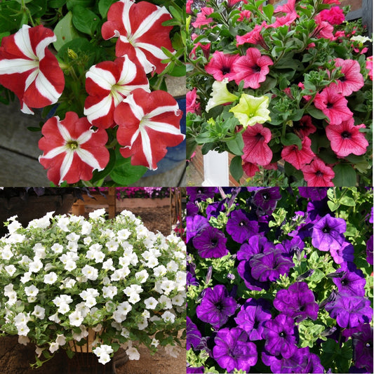 Petunia seeds Mix, 2500 Petunia Starfall,Rainbow,Snow Globe,Violet.seeds, Organic heirloom SW754