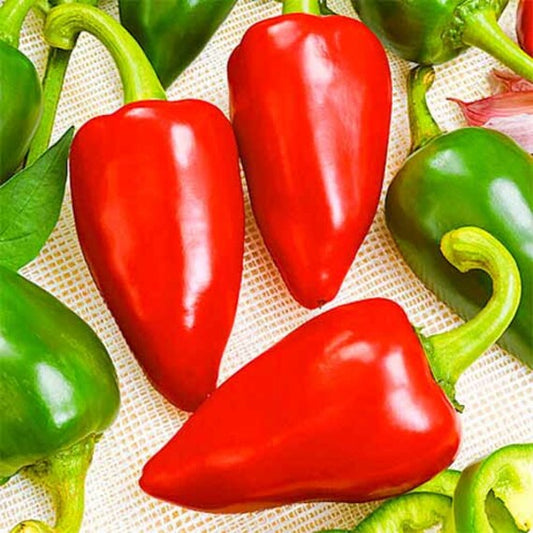 Pepper seeds,  0,3g Sweet pepper Veronica, organic pepper seeds SW996