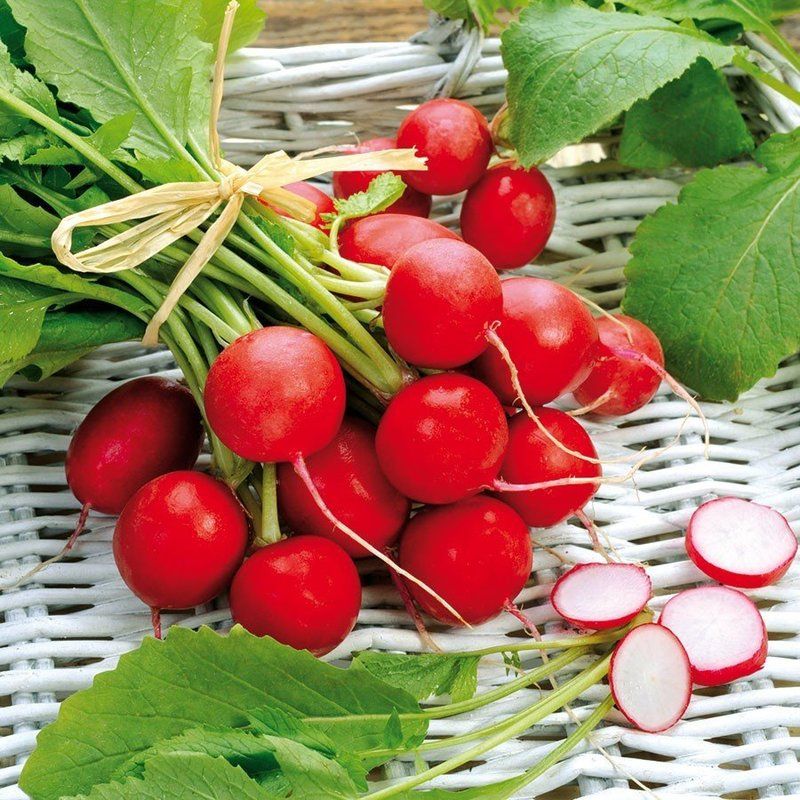 Radish Saksa seeds, 600 Red Radish seeds, Ukrainian organic heirloom SW957