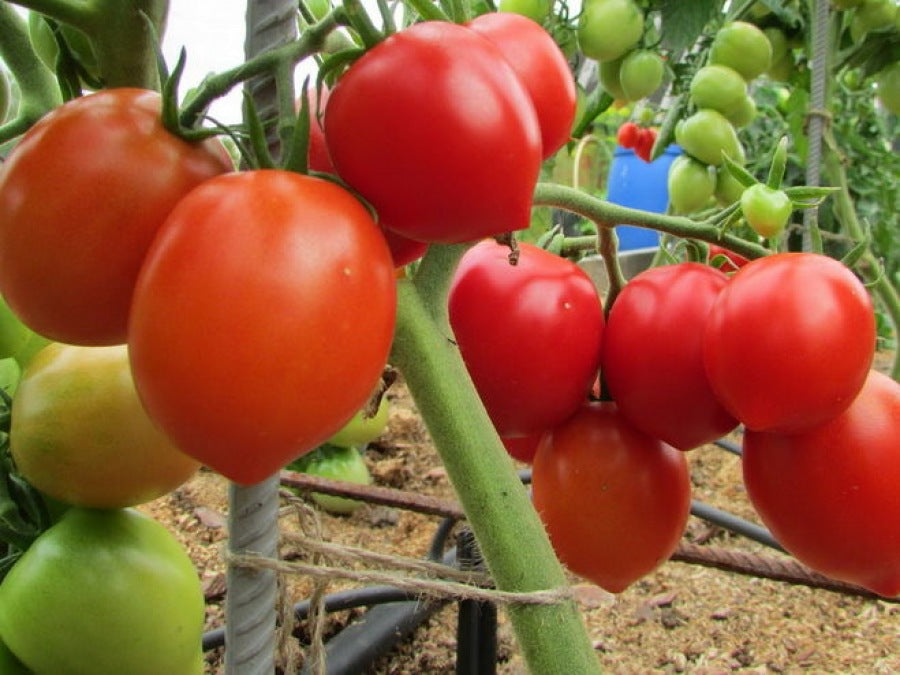 Tomato seeds set №6 White Giant SW907, Cio-Cio-San SW908, Yellow Zebra SW909, De Barao black SW910 - SW1024