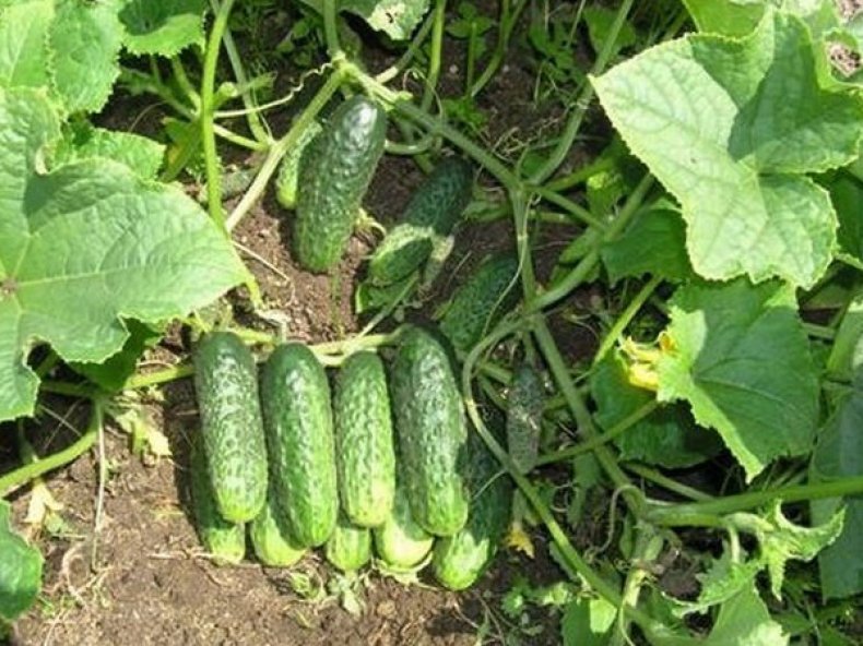 Cucumber seeds set №3 Polonez F1 SW969, Competitor SW889, Swallow SW890, Nezhinsky SW892 - SW1016