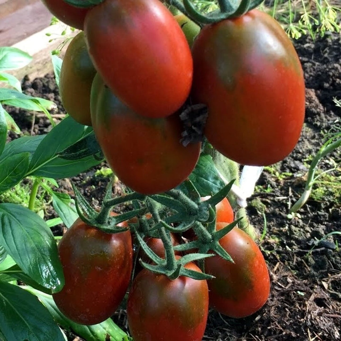 Tomato seeds set №6 White Giant SW907, Cio-Cio-San SW908, Yellow Zebra SW909, De Barao black SW910 - SW1024