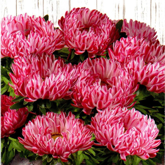 Aster seeds Contraster red, 0.2g Aster seeds, Organic heirloom SW932