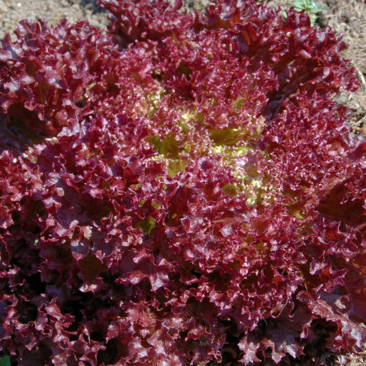 Salad Season of Miracles seeds, 1000 Salad Season of Miracles seeds,organic heirloom SW901