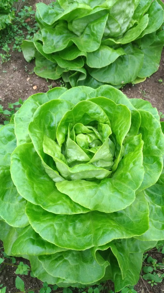 Salad Lettuce Vitamin seeds, 1000 Salad Vitamin seeds,organic heirloom SW922