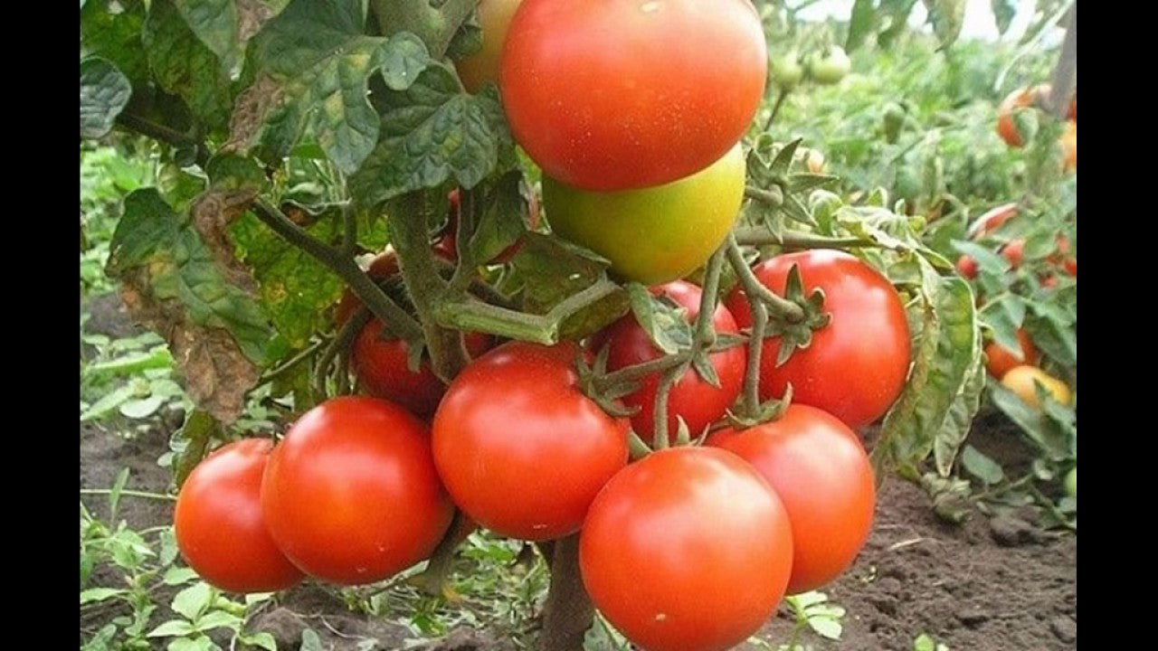 Tomato seeds set №3 Bogatyr SW439, Bear's Paw SW609, Mikado Yellow SW610, Gina SW788 - SW1021