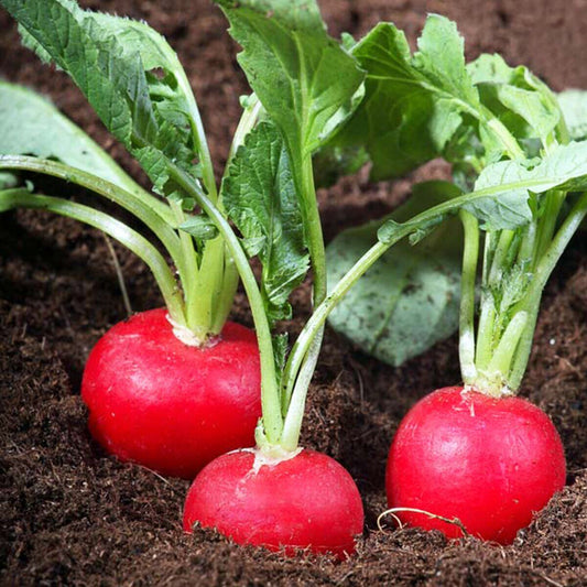 Radish Poker seeds, 600 Radish Poker seeds, Ukrainian organic heirloom SW816