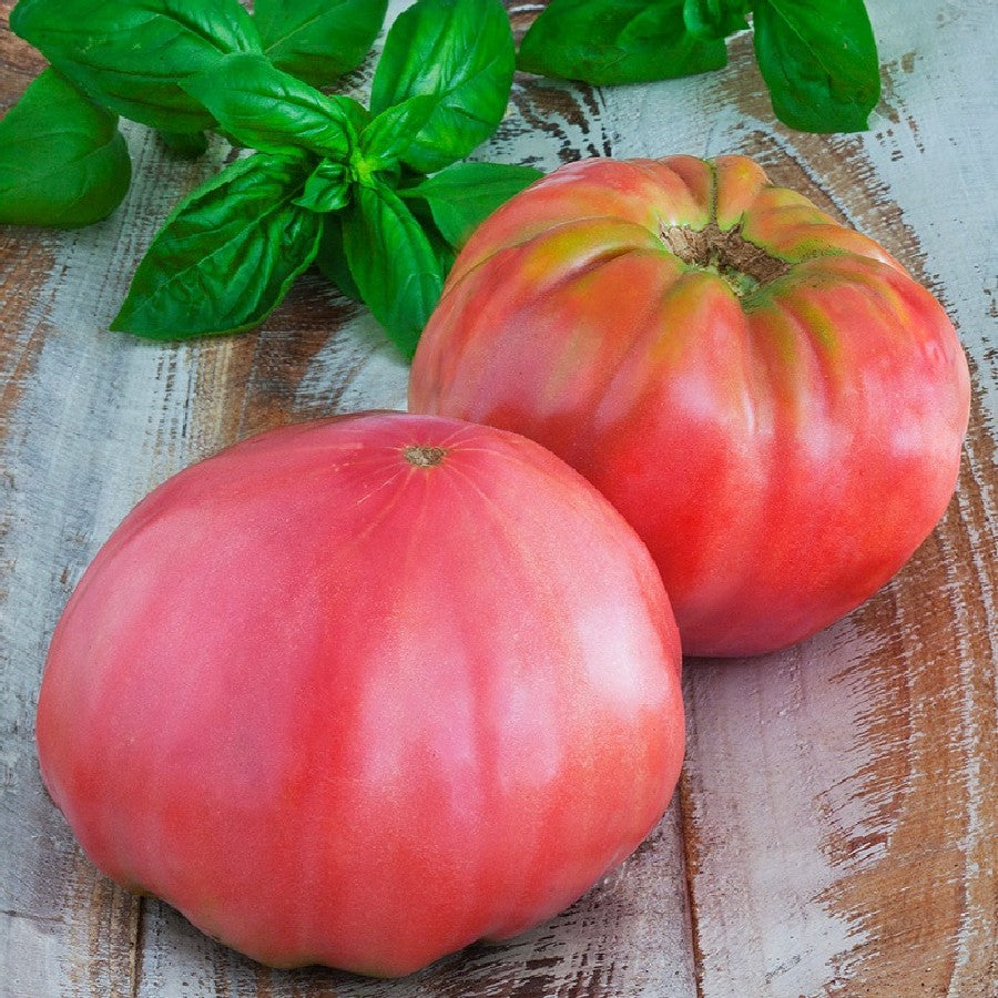 Tomato seeds set №5 Gargamel SW870, Monomakh Hat SW869, Shar Pei SW871, Triumph SW906 - SW1023