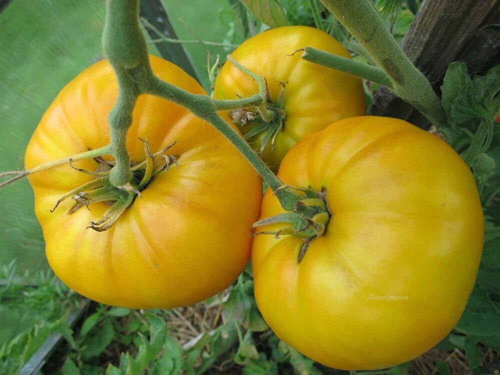 Tomato seeds set №3 Bogatyr SW439, Bear's Paw SW609, Mikado Yellow SW610, Gina SW788 - SW1021