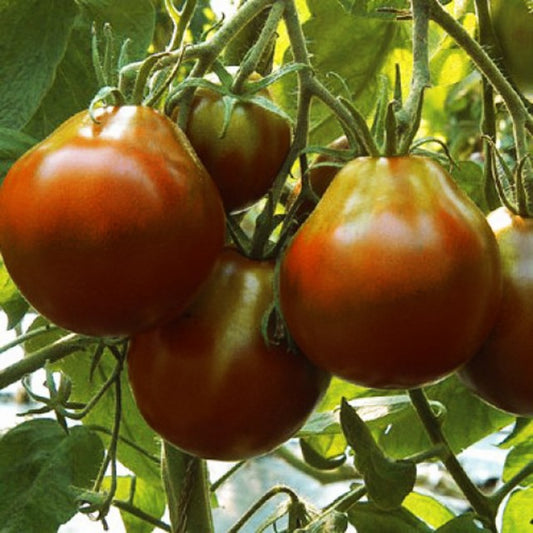 Tomato seeds set №2 Mikado pink SW227, Pear black SW259, Black Prince SW262,Pepper SW415 - SW1020