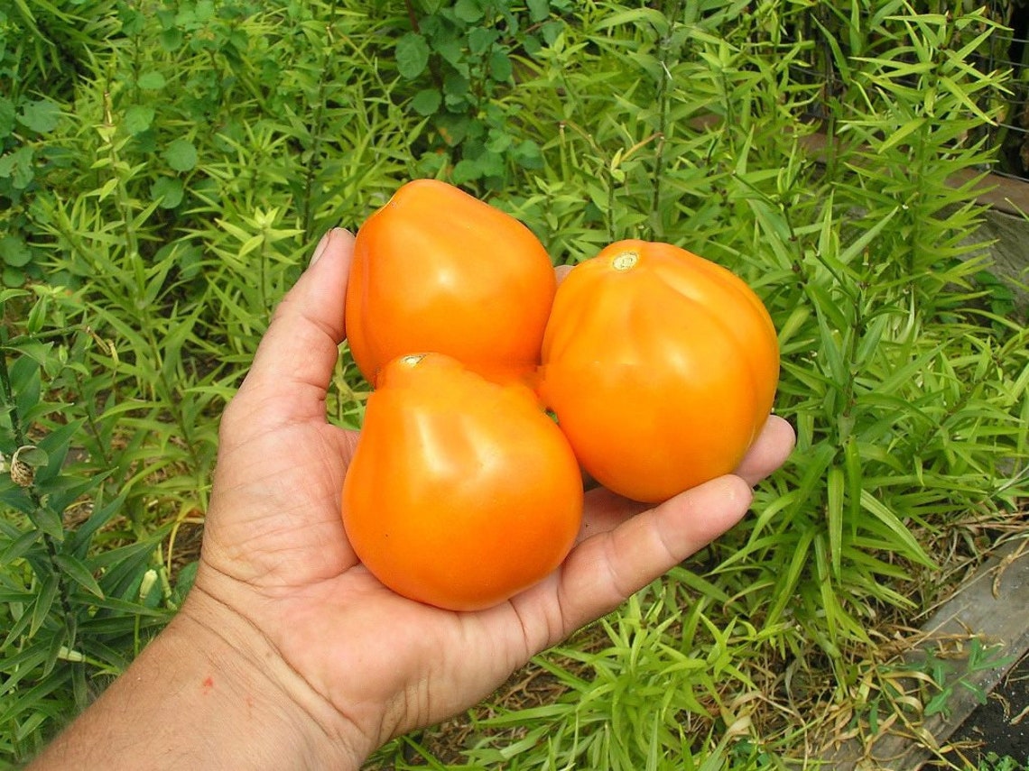 Tomato seeds set №7 Blevo SW868, Rio Fuego SW816, Truffle amber SW911, Millionaire SW912 - SW1025